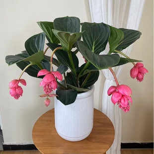 宝莲灯高档礼品花卉带花苞办公室客厅绿植盆栽北京同城