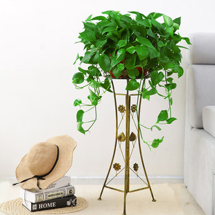 绽放四季 绿萝长藤垂吊吸除甲醛植物客厅室内盆栽办公室绿植盆景