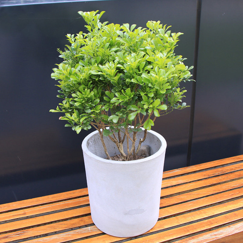 绽放四季米兰盆栽四季开花植物喜阳耐晒净化绿植客厅阳台喜阳花卉