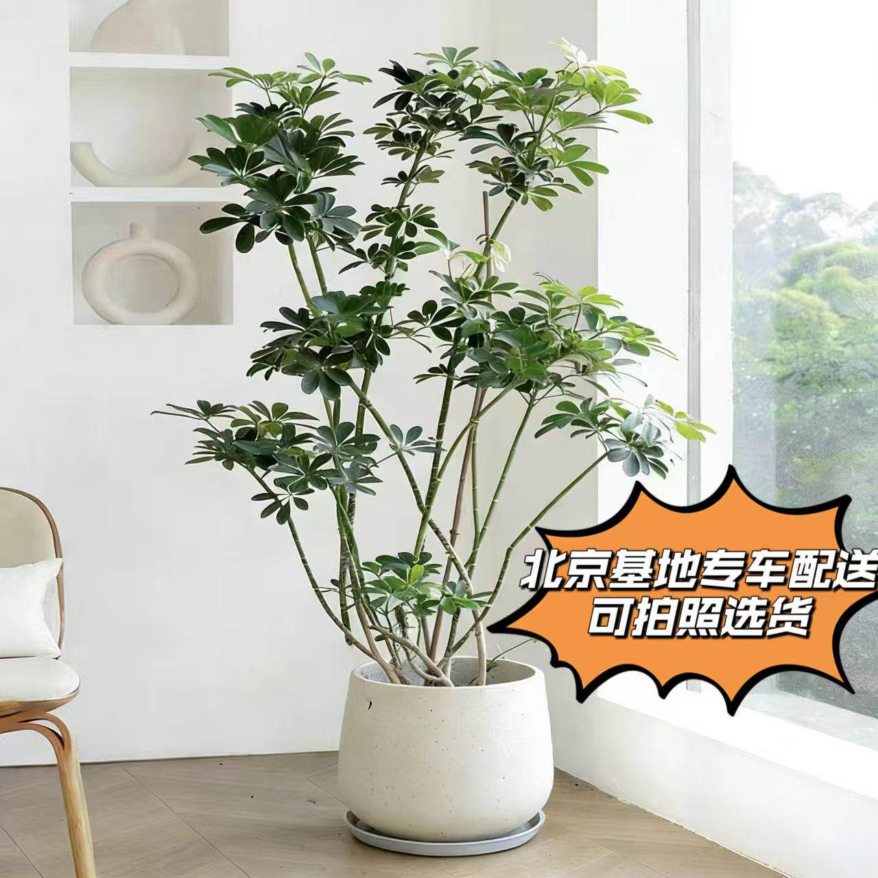 造型鸭掌木高颜值好养室内盆栽