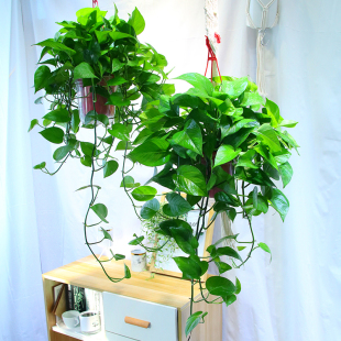 绽放四季 长藤绿萝盆栽吸甲醛绿植室内办公室净化植物好养绿植花卉