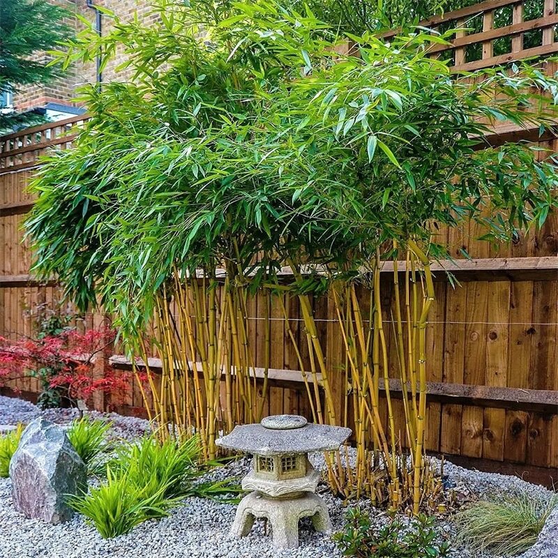 北方竹子户外庭院好养盆栽冬季可过冬北京庭院绿化设计