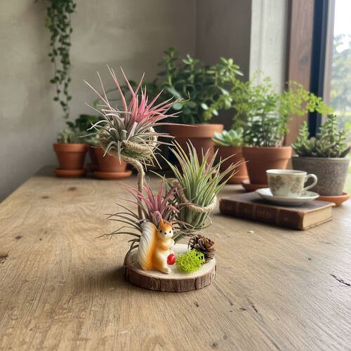 懒人喜报空气凤梨无土桌面盆栽