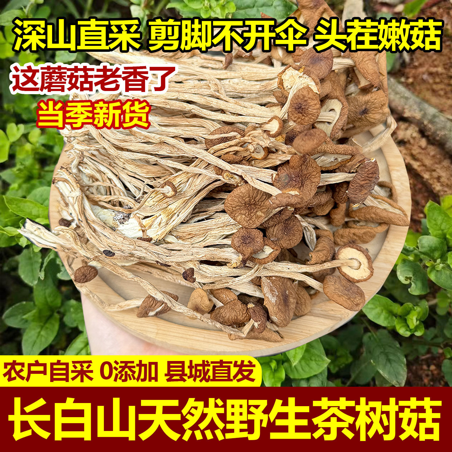 东北野生茶树菇农家晾晒特级长白山特产茶树菇干货不开伞嫩芽