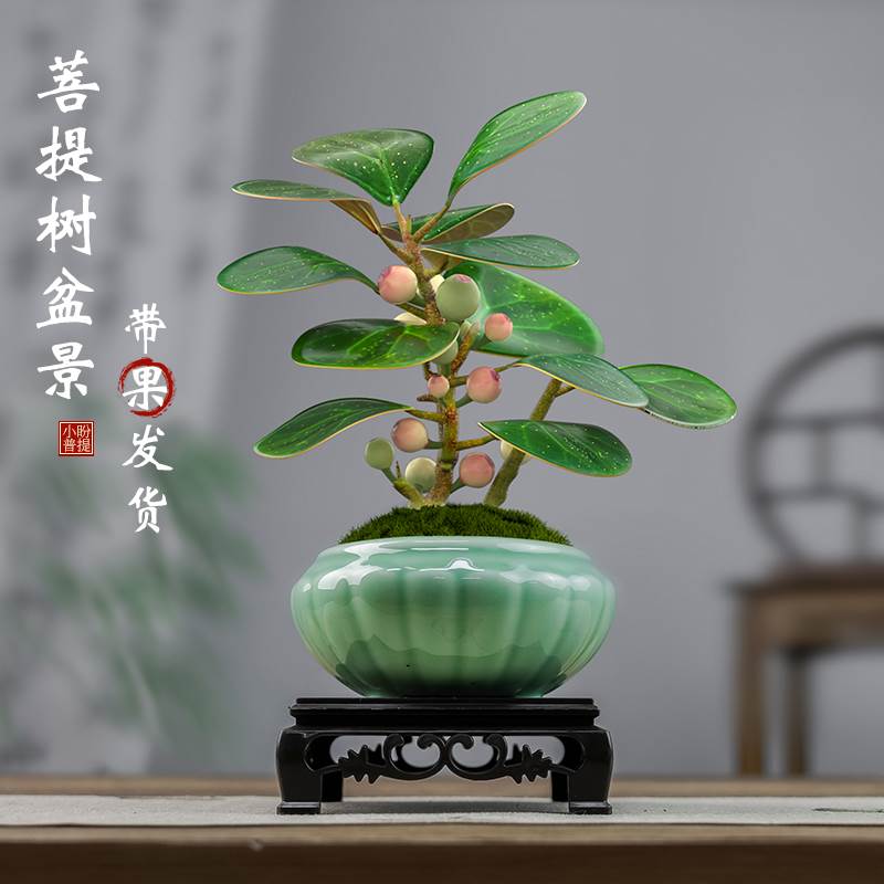 小盼菩提树盆栽带果植物办公室内花卉桌面绿植盆景好养活禅意摆件