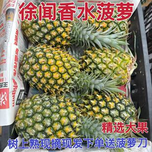 正宗广东徐闻香水菠萝新鲜现摘现发10斤特大果整箱包邮