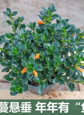 金鱼花盆栽吊兰带花苞室内桌面庭院绿色四季开冬易养植物净化空气