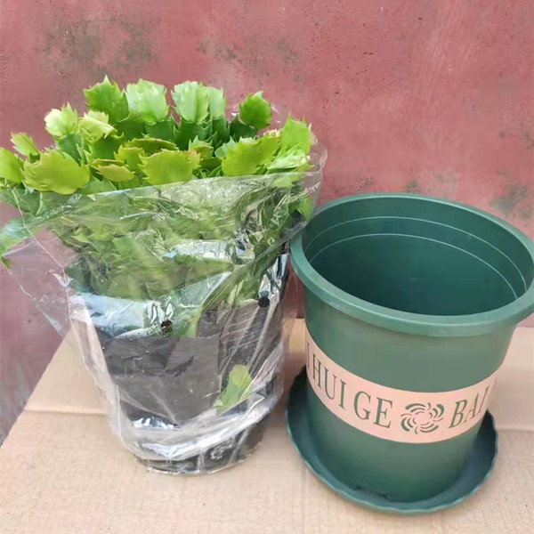 多肉植物蟹爪兰带根仙人掌嫁接图片