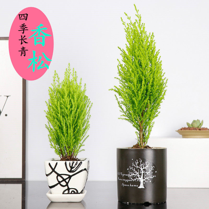 小香松盆栽室内办公室桌面盆景松树绿植吸甲醛四季常青好养的花卉在类目 鲜花速递/花卉仿真/绿植园艺, 花卉/绿植盆栽（新）, 绿植中 - 来自Buy2taobao.com提供专业的淘宝代购服务