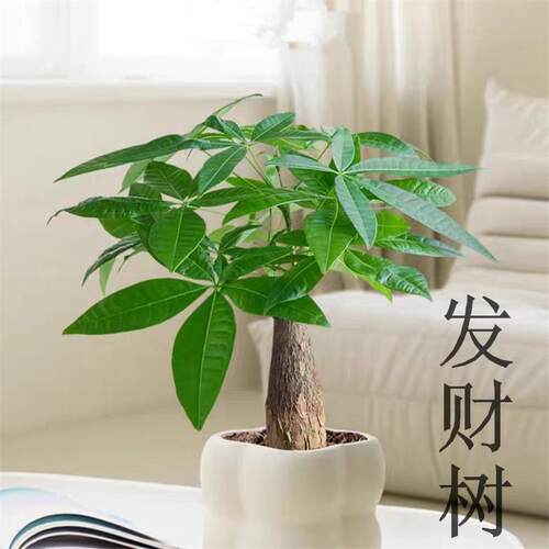 新款发财招发财树好养小盆栽美观