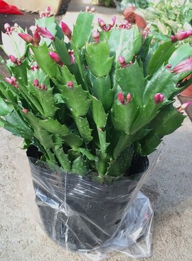 蟹爪兰苗多肉植物带根蟹抓兰仙人掌嫁接令箭荷花室内绿植花卉盆栽