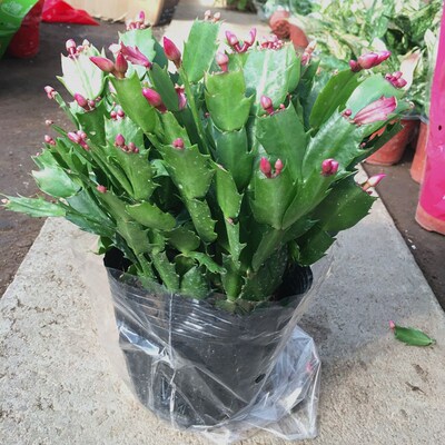 多肉植物蟹爪兰带根仙人掌嫁接