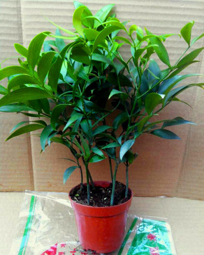 室内驱蚊虫竹柏包邮客厅驱蚊