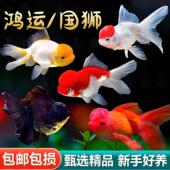 鸿运当头金鱼活鱼锦鲤鱼活体冷水观赏鱼苗淡水鱼耐活好养龙睛鎏金