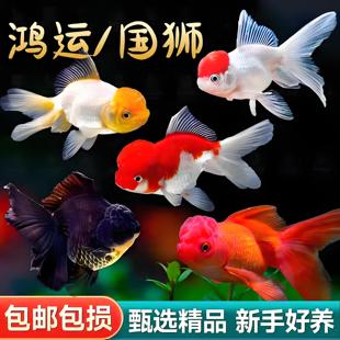 鸿运当头金鱼活鱼锦鲤鱼活体冷水观赏鱼苗淡水鱼耐活好养龙睛鎏金