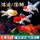 鸿运当头金鱼活鱼锦鲤鱼活体冷水观赏鱼苗淡水鱼耐活好养龙睛鎏金