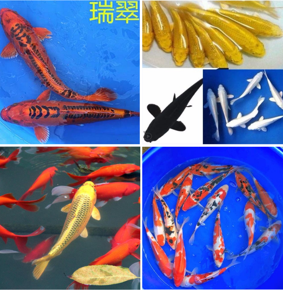 大型锦鲤鱼活冷水观赏鱼苗淡水金鱼活鱼好养蝴蝶鲤龙凤鲤红白三色