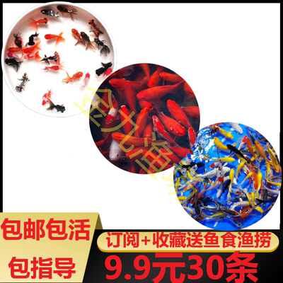 红草金鱼活鱼锦鲤鱼活冷水观赏鱼苗淡水鱼小型鱼龙睛国狮包邮包活