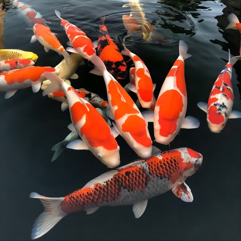 大型锦鲤鱼活冷水观赏鱼苗淡水金鱼活鱼好养蝴蝶鲤龙凤鲤红白三色