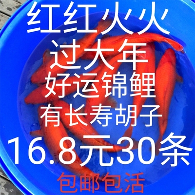 火鲤锦鲤鱼冷水观赏鱼草金鱼活鱼