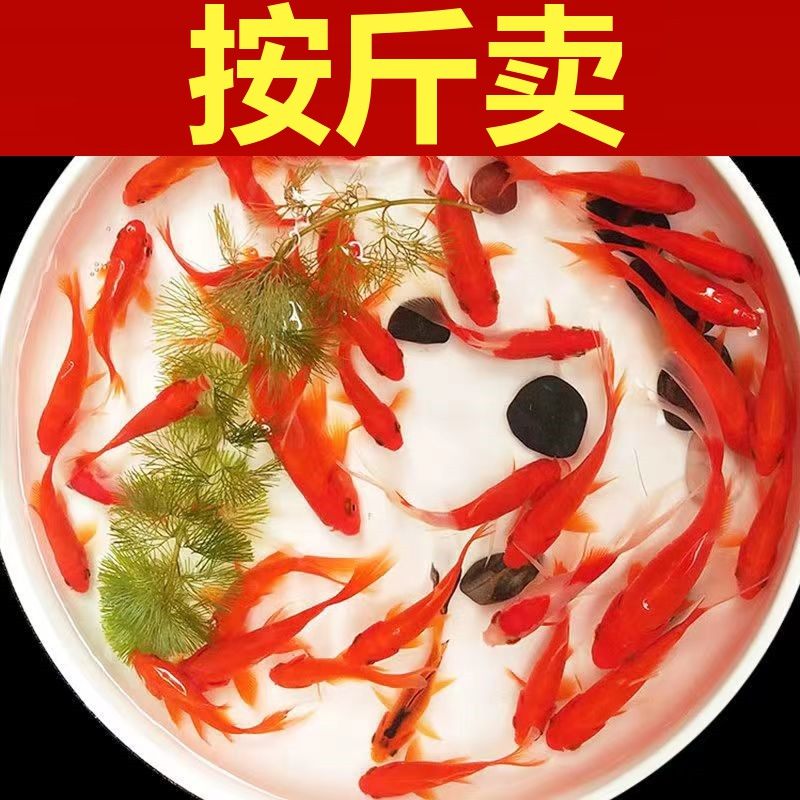 按斤卖红草金鱼活鱼锦鲤鱼活淡水冷水观赏鱼苗大小型耐活体热带鱼