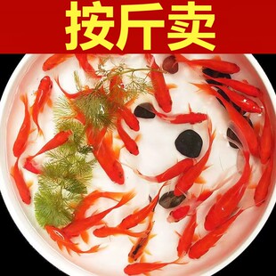 按斤卖红草金鱼活鱼锦鲤鱼活淡水冷水观赏鱼苗大小型耐活体热带鱼