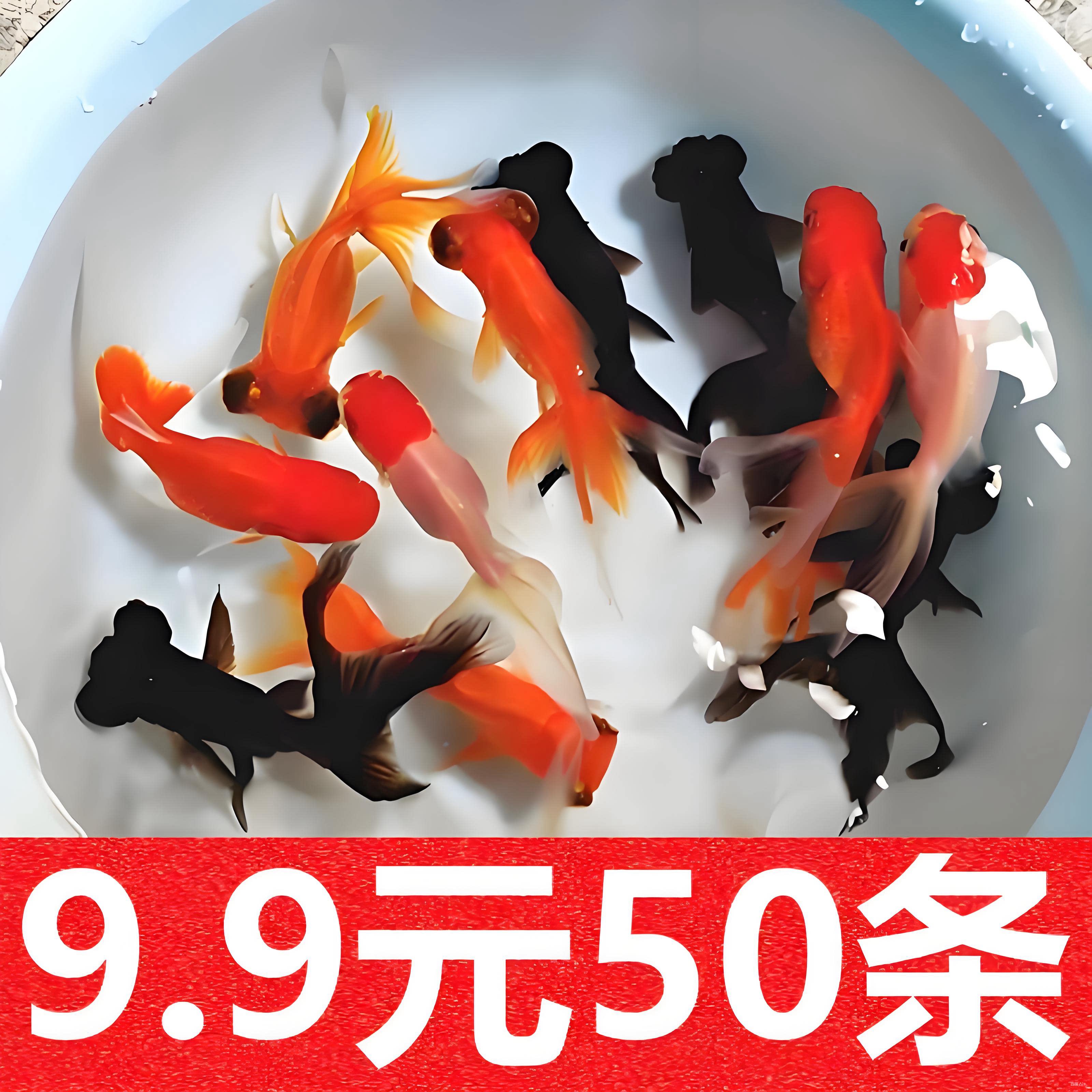 红草金鱼活鱼小锦鲤鱼苗观赏鱼活淡水鱼冷水鱼小型耐活小金鱼活体