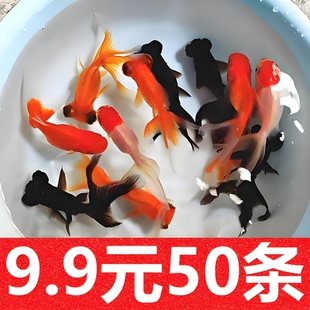 红草金鱼活鱼小锦鲤鱼苗观赏鱼活淡水鱼冷水鱼小型耐活小金鱼活体