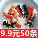 红草金鱼活鱼小锦鲤鱼苗观赏鱼活淡水鱼冷水鱼小型耐活小金鱼活体