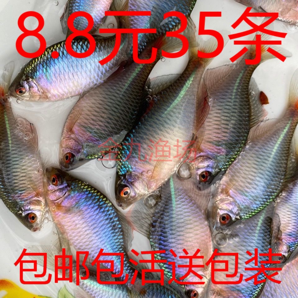 鳑鲏原生鱼冷水观赏鱼群游除藻鱼