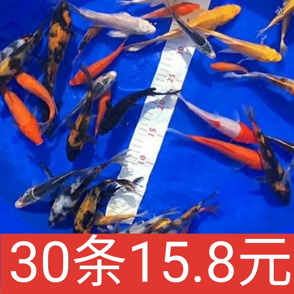 金鱼活鱼小锦鲤冷水观赏鱼活淡水