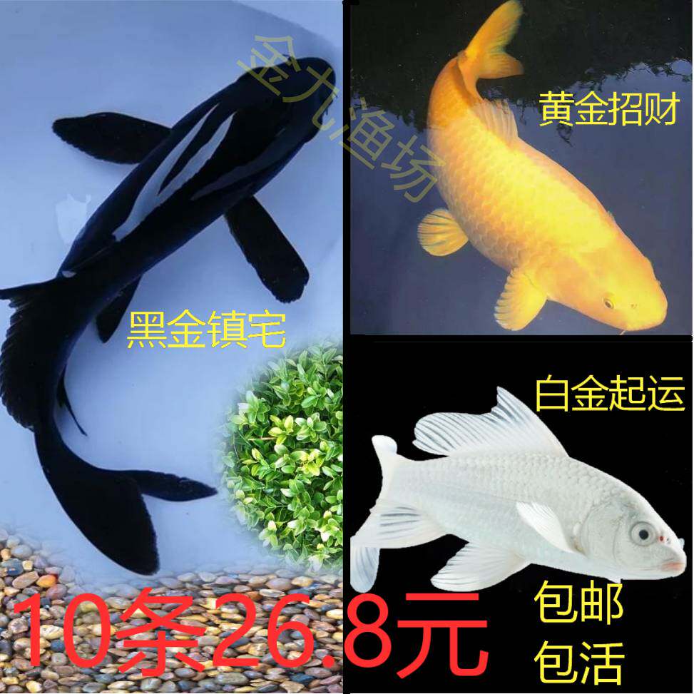 金鱼活鱼锦鲤鱼淡水鱼冷水观赏鱼