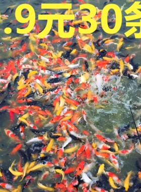 纯种小锦鲤鱼活小型观赏鱼苗冷水淡水鱼饲料鱼小金鱼活鱼好养红鱼