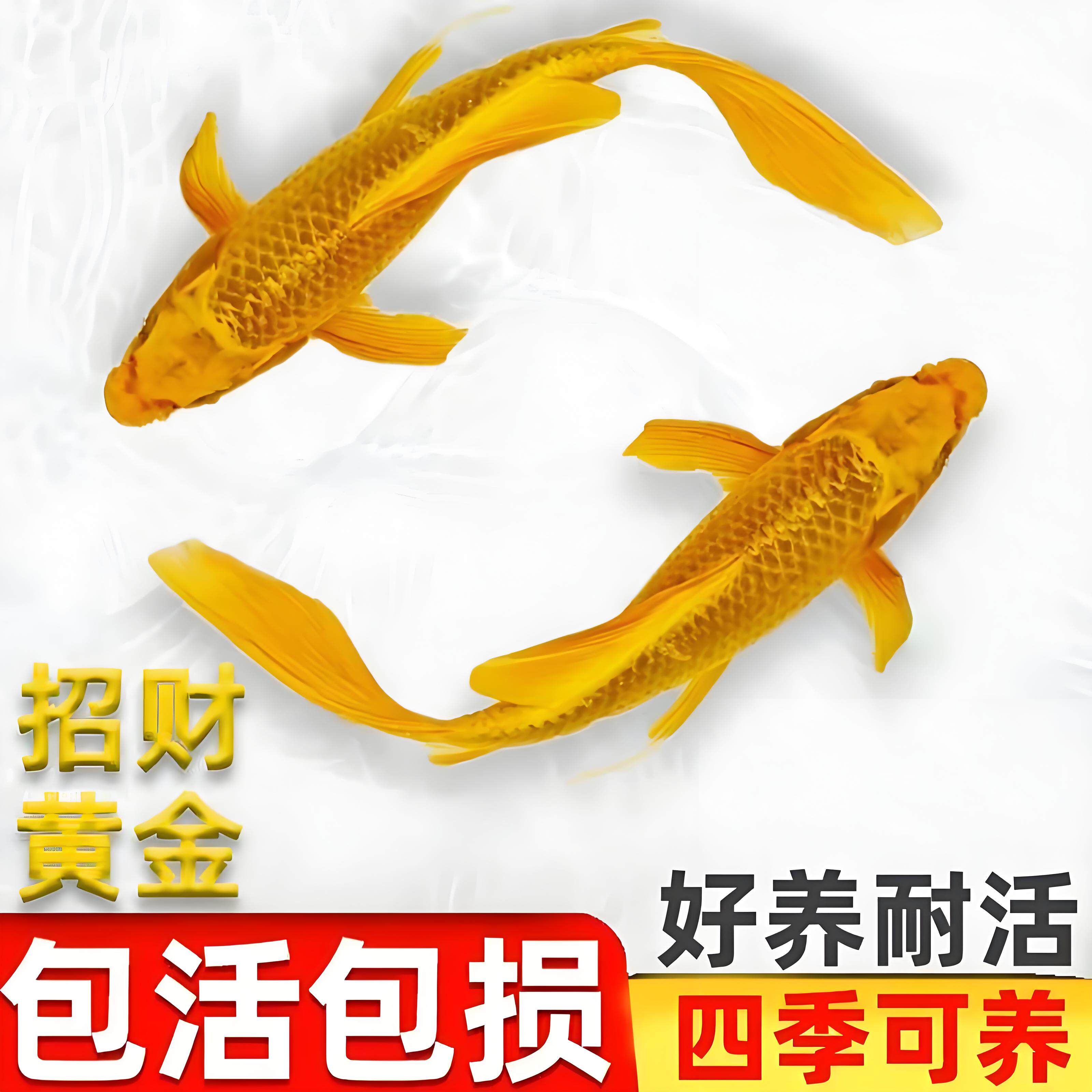 纯种小锦鲤鱼活小型观赏鱼苗冷水淡水鱼饲料鱼小金鱼活鱼好养红鱼