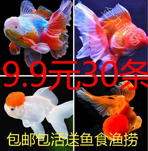 金鱼活鱼活鱼冷水观赏鱼苗淡水