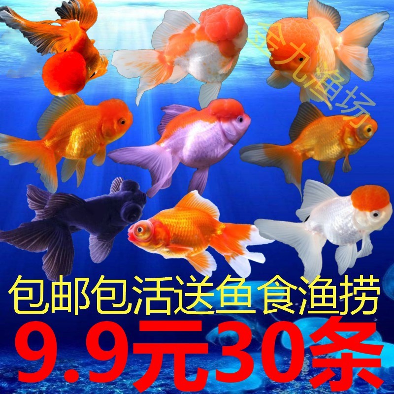 小金鱼活鱼冷水观赏鱼苗小锦鲤鱼淡水小型鱼好养兰寿包邮泰狮国狮