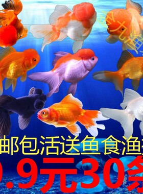 小金鱼活鱼冷水观赏鱼苗小锦鲤鱼淡水小型鱼好养兰寿包邮泰狮国狮