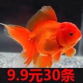 红国狮金鱼活鱼锦鲤鱼冷水观赏鱼苗淡水鱼耐活好养小金鱼龙睛泰狮