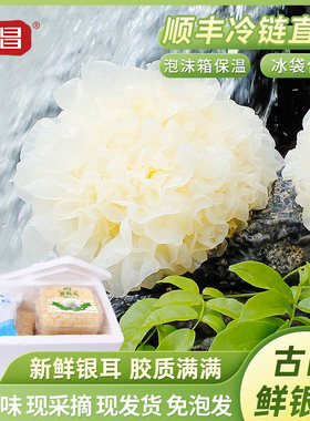 富昌福建特产古田新鲜银耳非干货雪耳丑耳 白木银耳莲子羹6朵700g