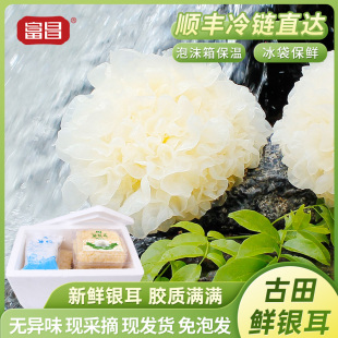 富昌福建特产古田新鲜银耳非干货雪耳丑耳 白木银耳莲子羹6朵700g