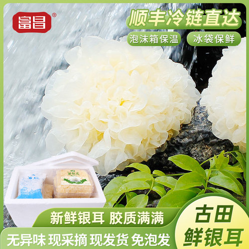 包邮古田白木耳 现摘现发
