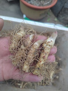 大别山玉竹山地大玉竹甜玉竹尾参倒苗玉竹芽盆栽绿植