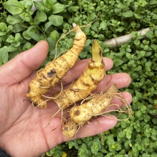 多花黄精安徽大别山姜形甜品倒苗按颗卖老虎姜盆栽景观铜铃状白花