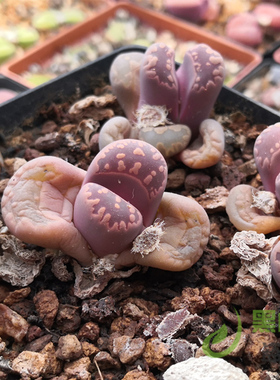 紫大津绘Cesky Granat 紫大津汇 岛田 自产生石花种子 黑白绚丽