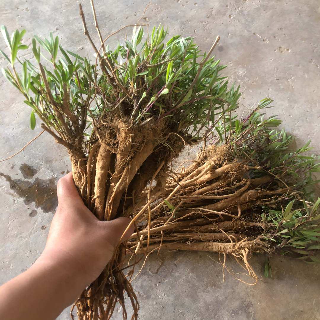 山东新鲜野菜带根山蚂蚱山苜楂新货山菜山麻楂山珍菜