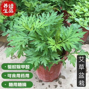 新鲜正宗大叶嶄艾草苗种植药用纯种艾根食用野生艾叶驱蚊阳台