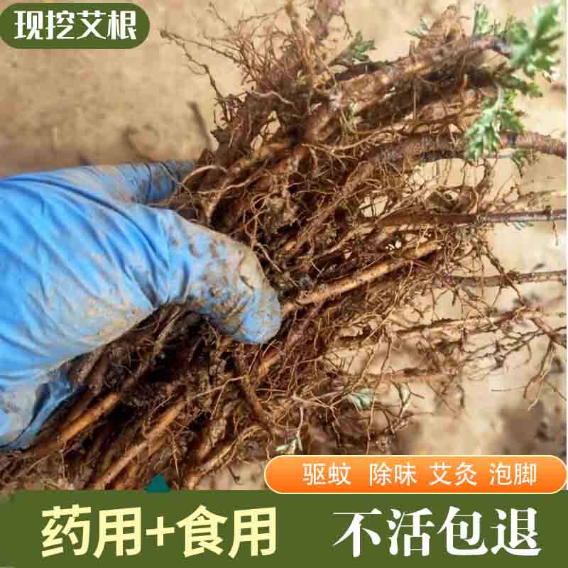 正宗大叶蕲艾艾草苗现挖艾草根盆栽阳台包活艾叶艾蒿种植苗包邮