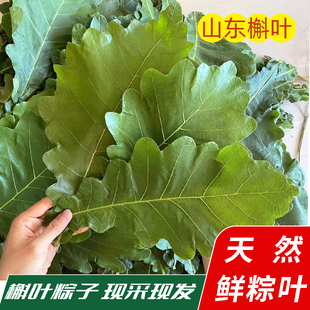 新鲜柞树叶子山东野生玻璃叶伯乐菠萝叶桲椤叶饼包粽子叶胡叶槲叶