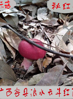 广西容县浪水云斗天然野生红菇孕妇月子红蘑菇红椎菌50克干货香菇
