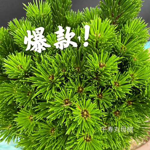 短针黑松千寿丸庭院净化空气阳台